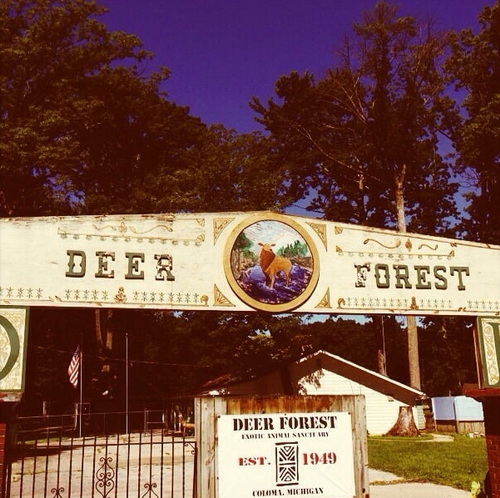 Deer Forest - Photos From Old Park Website